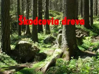 kodcovia dreva