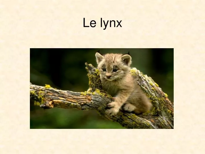 le lynx