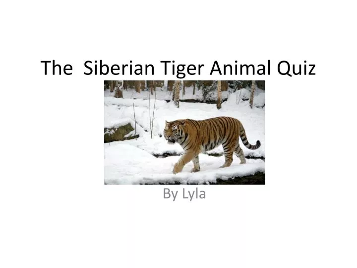 the siberian tiger a nimal q uiz