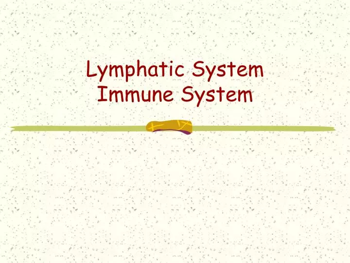 lymphatic system immune system