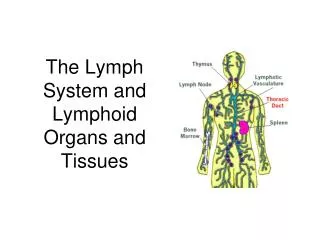 The Lymph System and Lymphoid Organs and Tissues