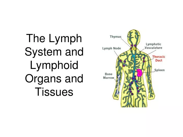 the lymph system and lymphoid organs and tissues