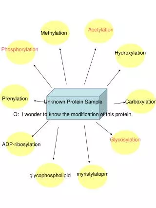 Unknown Protein Sample Q: I wonder to know the modification of this protein.