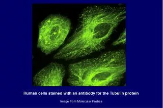 Human cells stained with an antibody for the Tubulin protein Image from Molecular Probes
