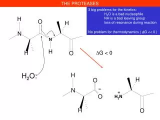 THE PROTEASES