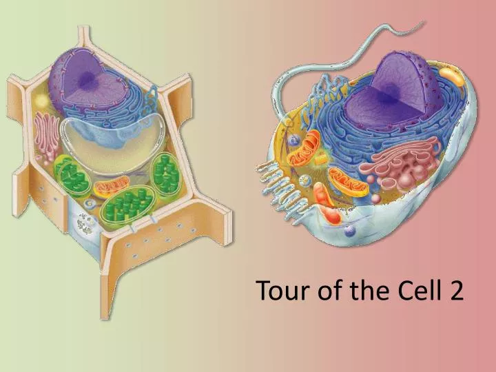 tour of the cell 2