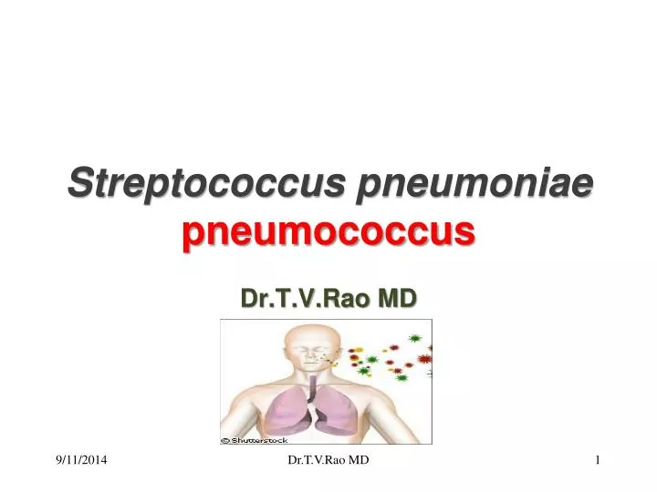 streptococcus pneumoniae pneumococcus