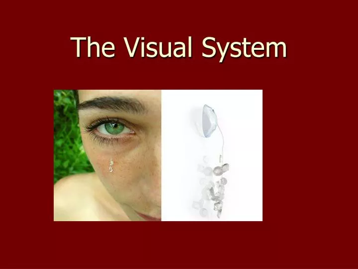 the visual system