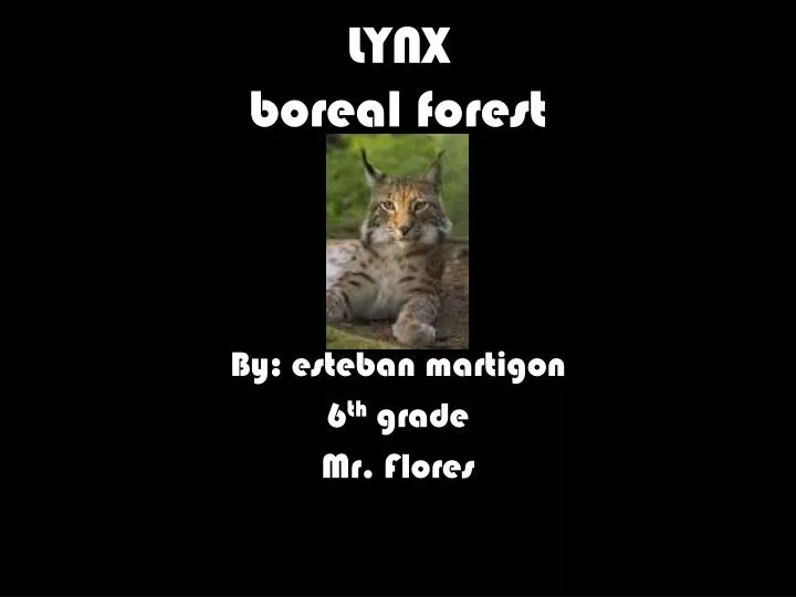 lynx boreal forest