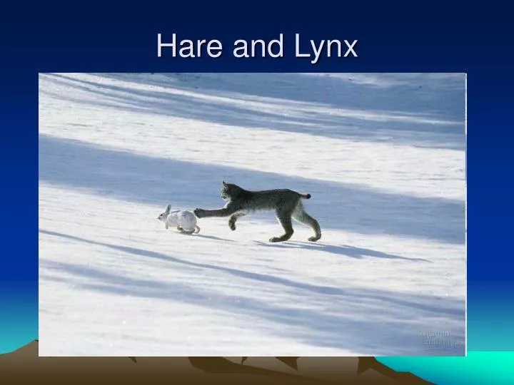 hare and lynx