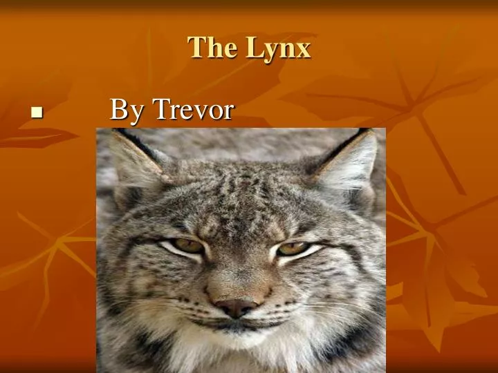 the lynx