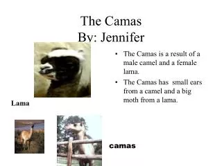 The Camas By: Jennifer