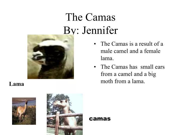 the camas by jennifer
