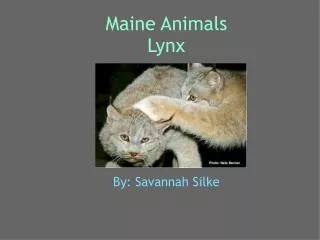Maine Animals Lynx
