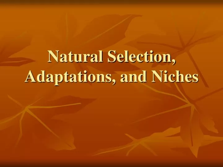natural selection adaptations and niches
