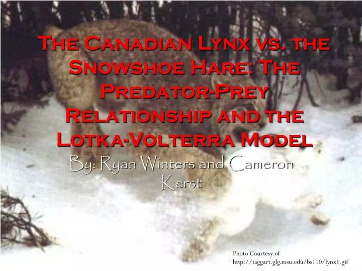 the canadian lynx vs the snowshoe hare the predator prey relationship and the lotka volterra model