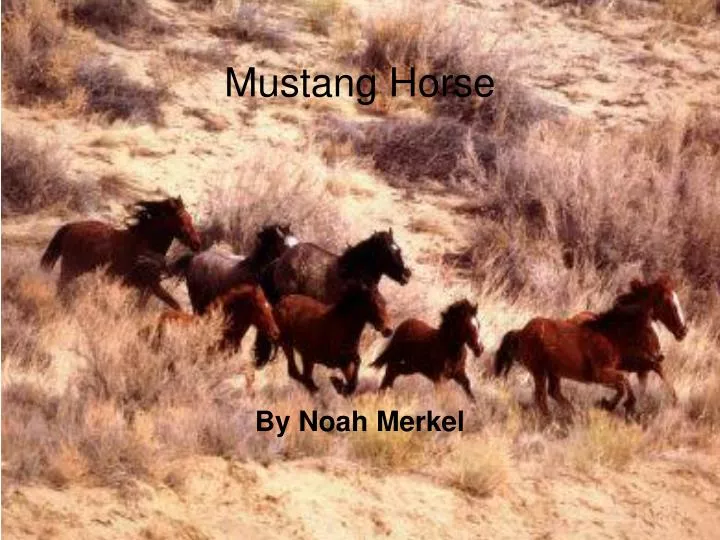 mustang horse