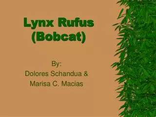 Lynx Rufus (Bobcat)