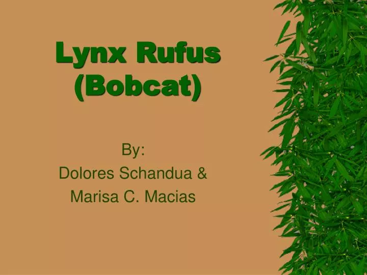 lynx rufus bobcat