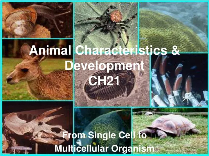 animal characteristics development ch21
