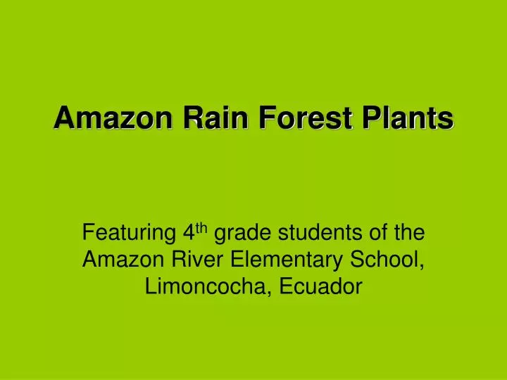 amazon rain forest plants