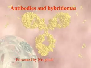 Antibodies and hybridomas