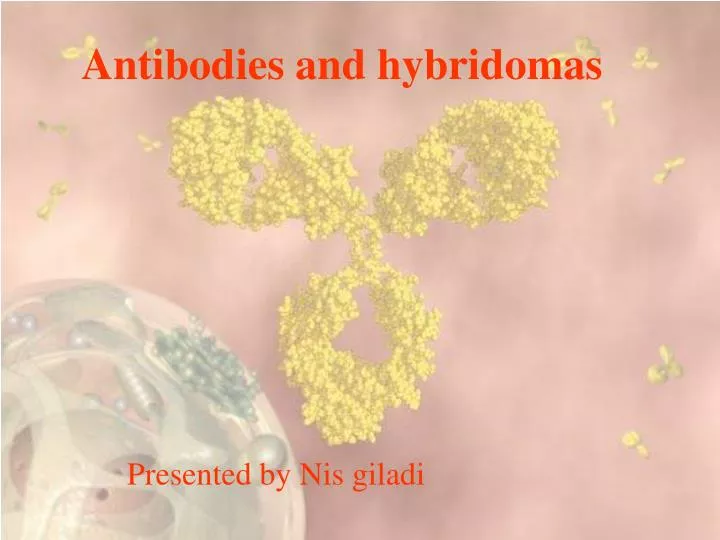 antibodies and hybridomas