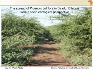 The spread of Prosopis Juliflora in Baadu, Ethiopia from a socio-ecological perspective