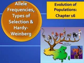 Allele Frequencies, Types of Selection &amp; Hardy-Weinberg