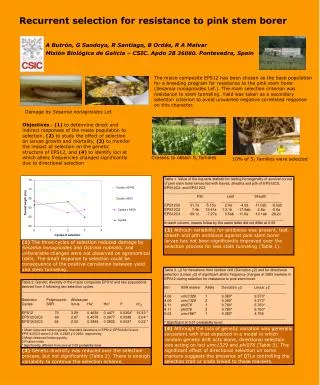 Recurrent selection for resistance to pink stem borer