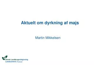 aktuelt om dyrkning af majs