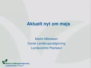 aktuelt nyt om majs