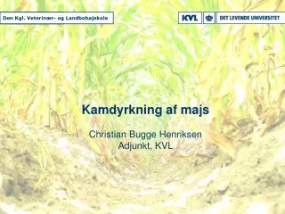 kamdyrkning af majs christian bugge henriksen adjunkt kvl