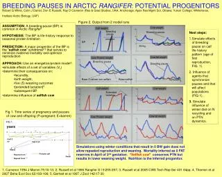 ASSUMPTION : A breeding pause (BP) is common in Arctic Rangifer 1