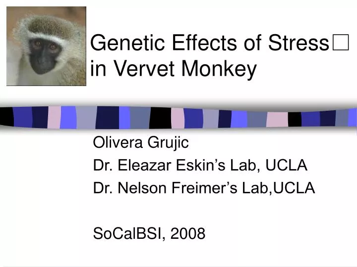 genetic effects of stress in vervet monkey