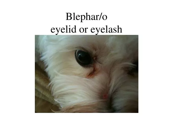 blephar o eyelid or eyelash