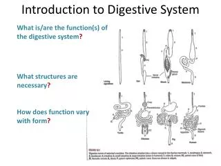 What is/are the function(s) of the digestive system ? What structures are necessary ?