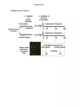 1. Inhibition of protein synthesis