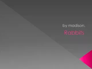 rabbits