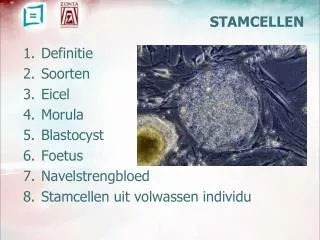 stamcellen