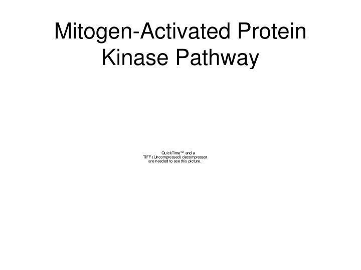 mitogen activated protein kinase pathway