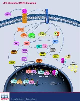 lps stimulated mapk signaling