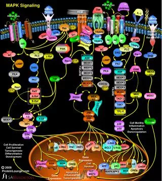 mapk signaling