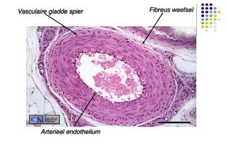 Arterieel endothelium