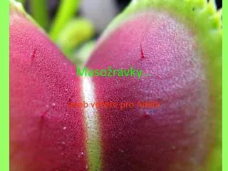 maso ravky