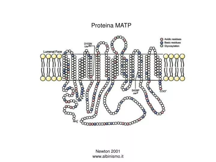 proteina matp