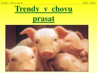 trendy v chovu prasat