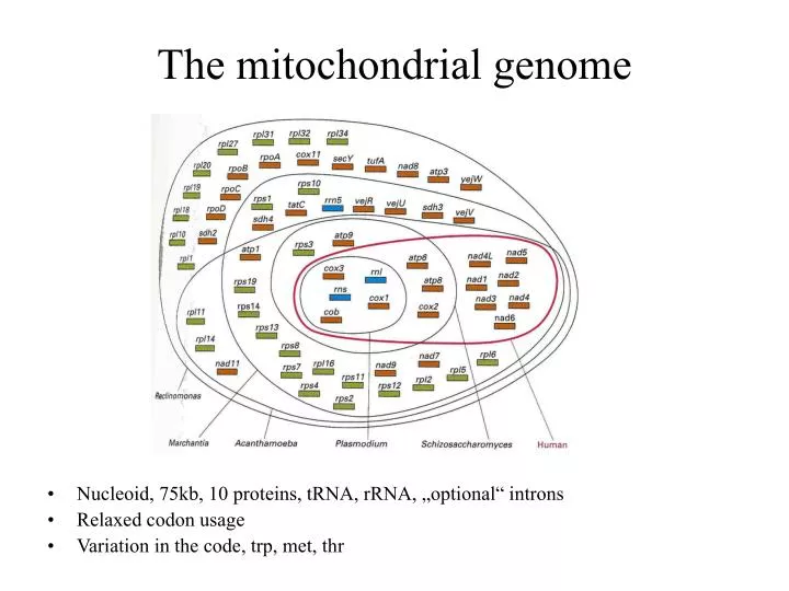 the mitochondrial genome