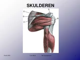 skulderen