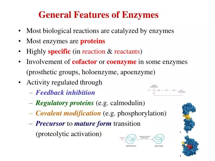 general features of enzymes